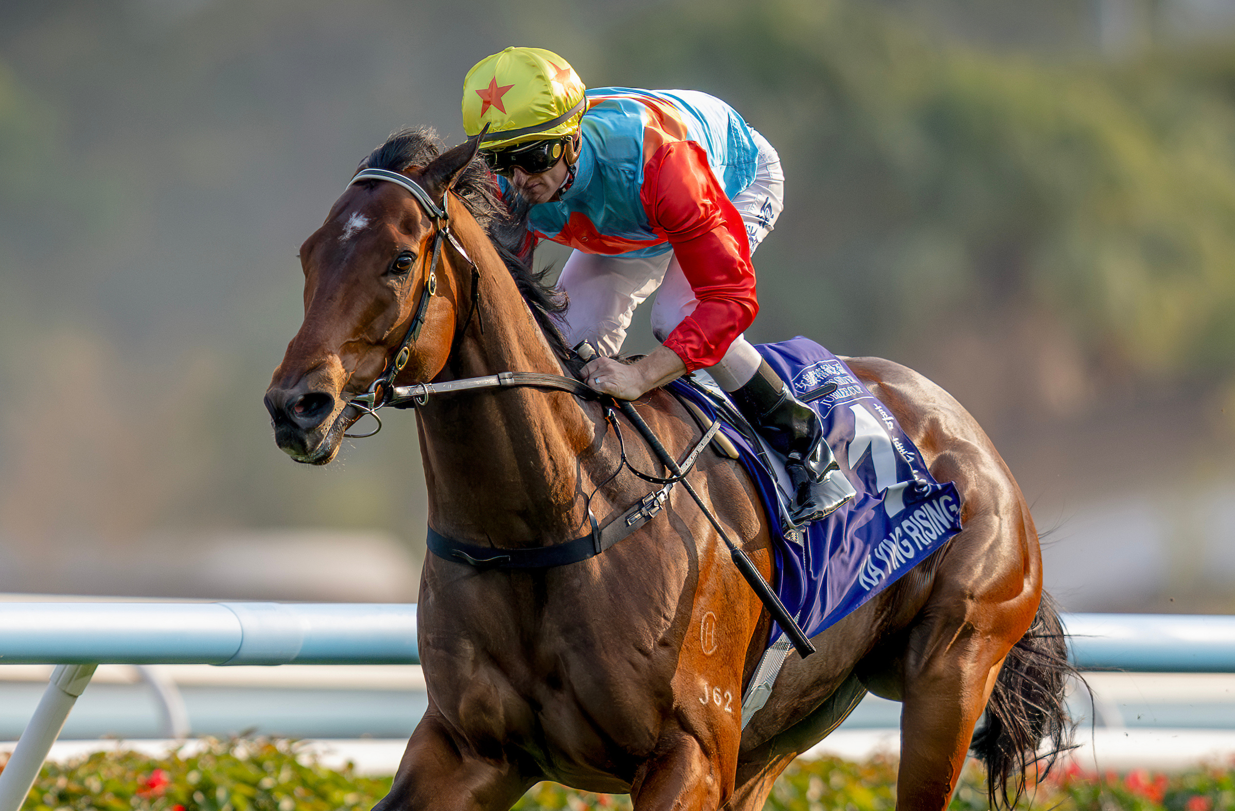 「嘉應高昇」力爭在沙田揚威主席短途獎（1200米一級賽）以提升國際評分