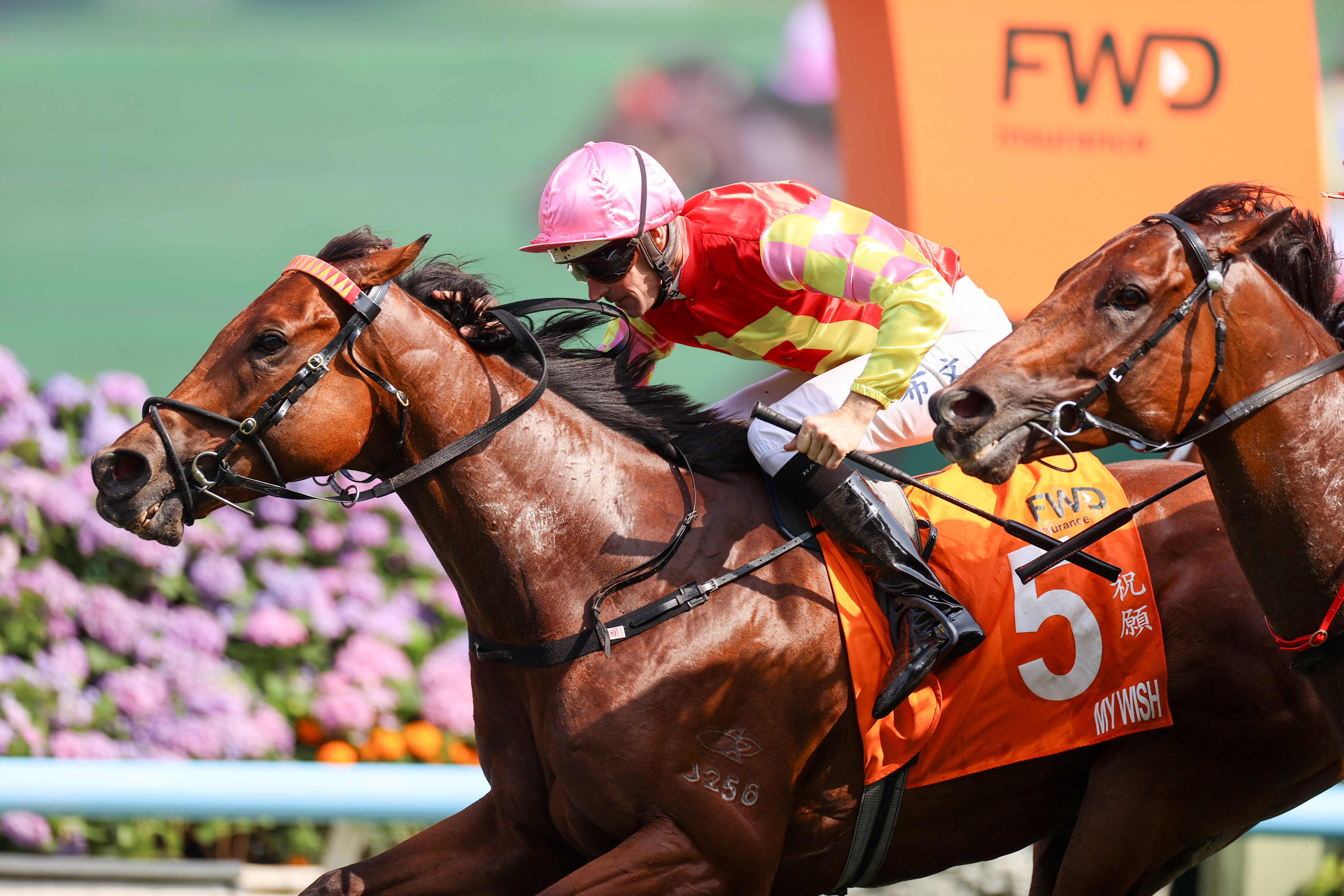 「祝願」末段力抗「百賀飛駒」挑戰，打開一級賽勝門