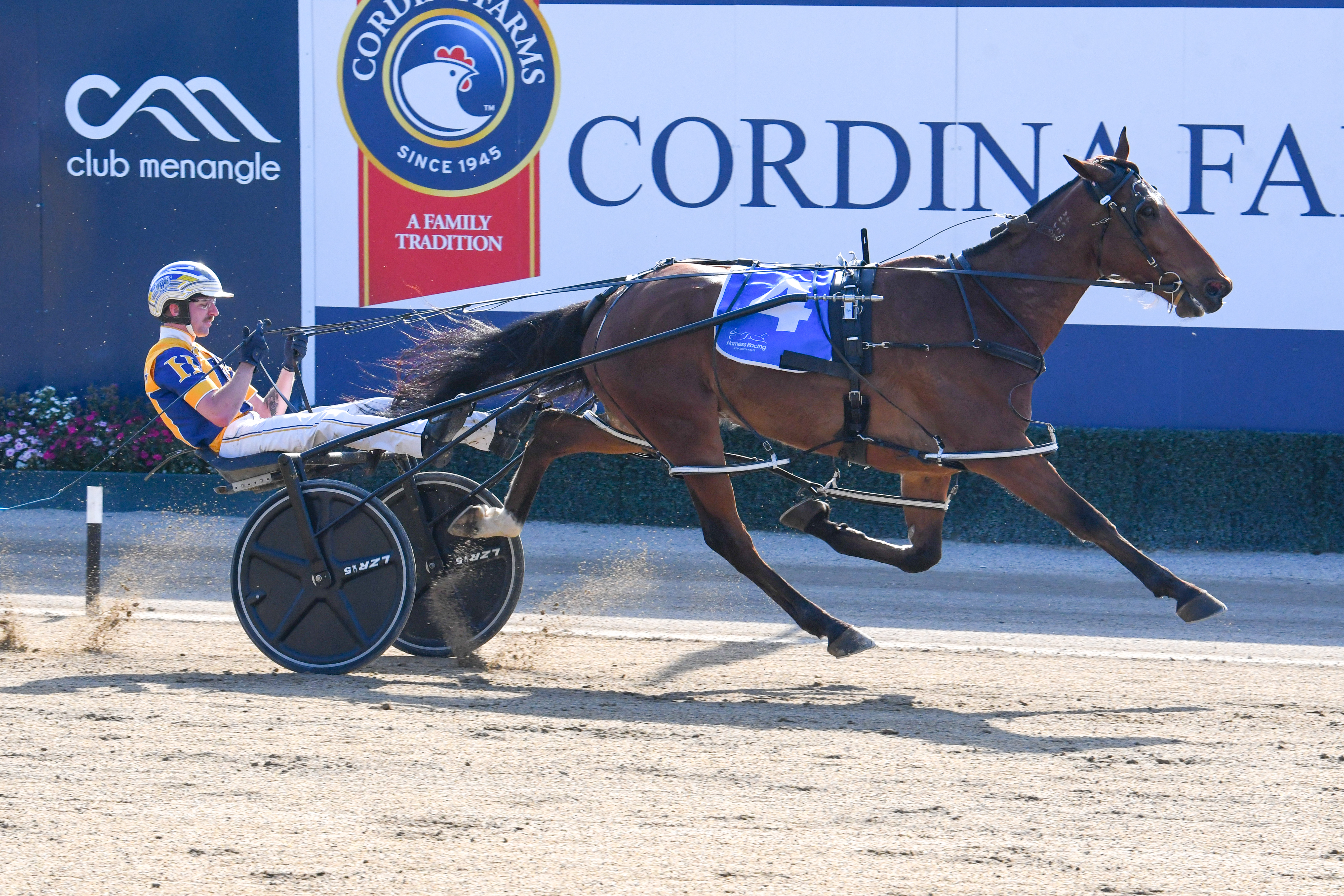 Swayzee. Photo HRNSW.