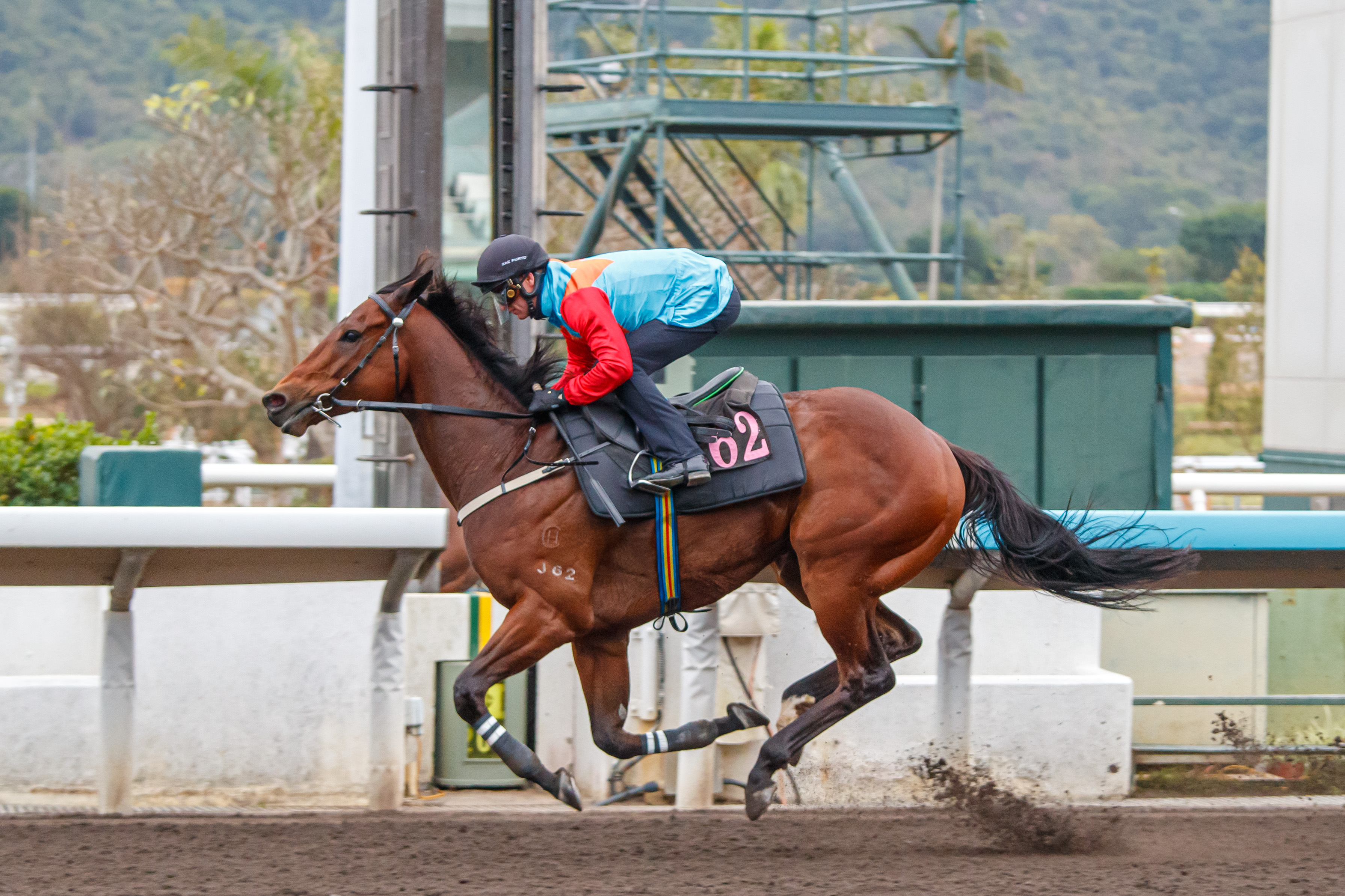 全球最高評分短途馬「嘉應高昇」今早（2月10日）試閘時再次交出好表現
