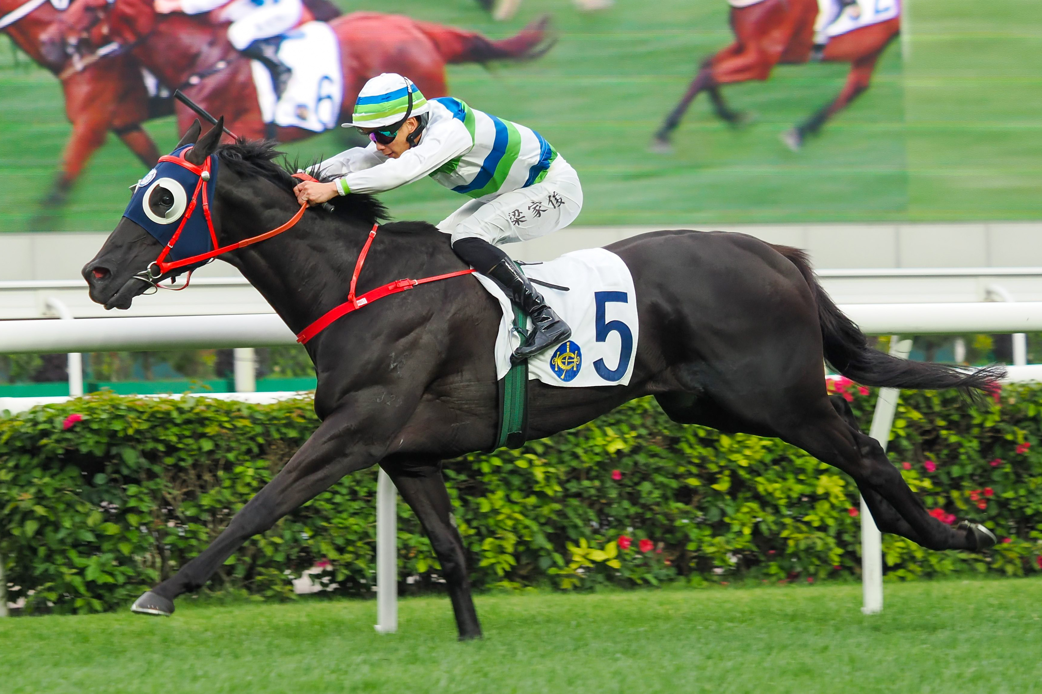 「遨遊武士」在梁家俊胯下取勝