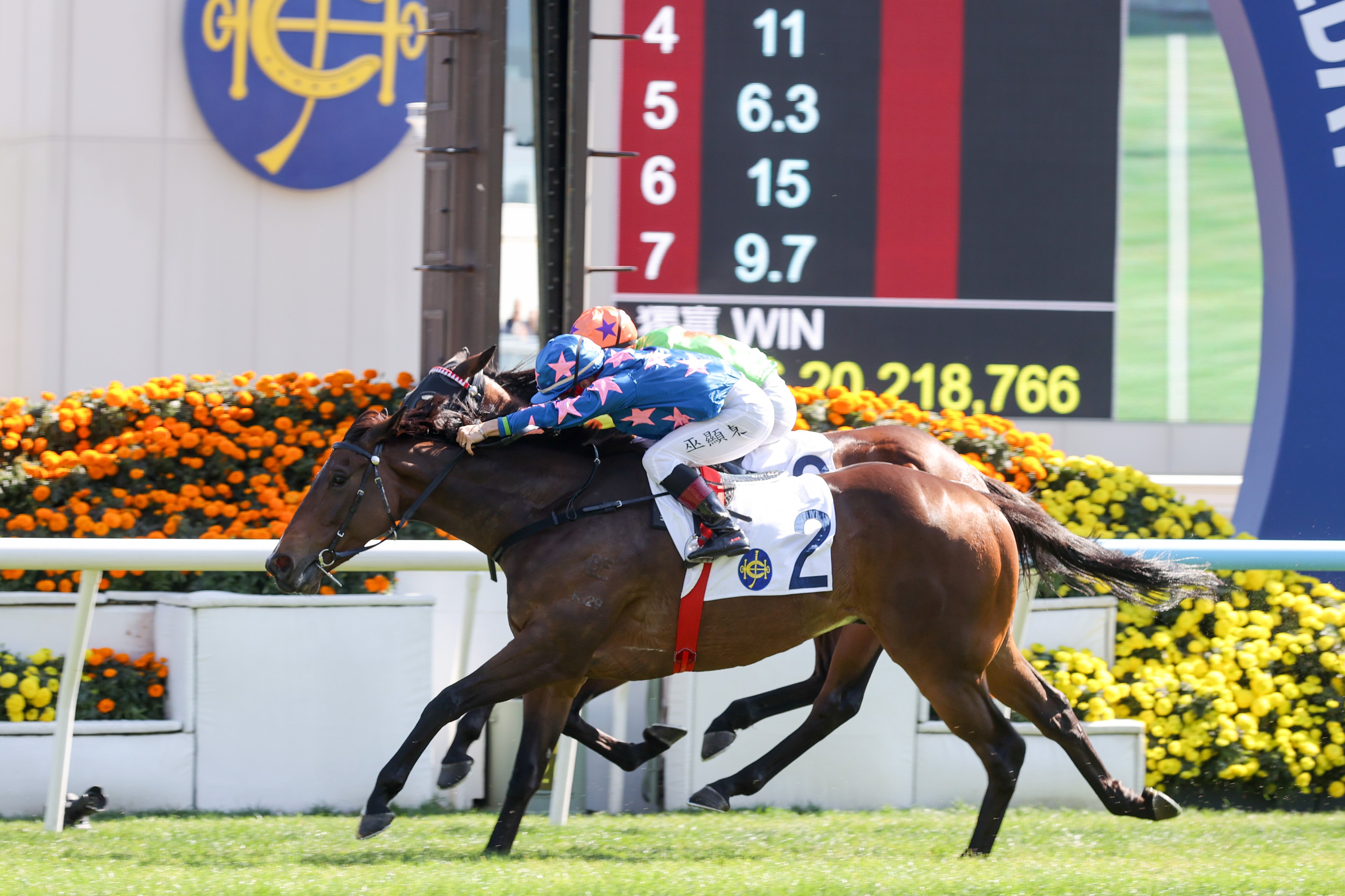 「天將龍駒」將於週日在沙田首次角逐一級賽，屆時將與包括「浪漫勇士」在內的香港星級賽駒同場較量