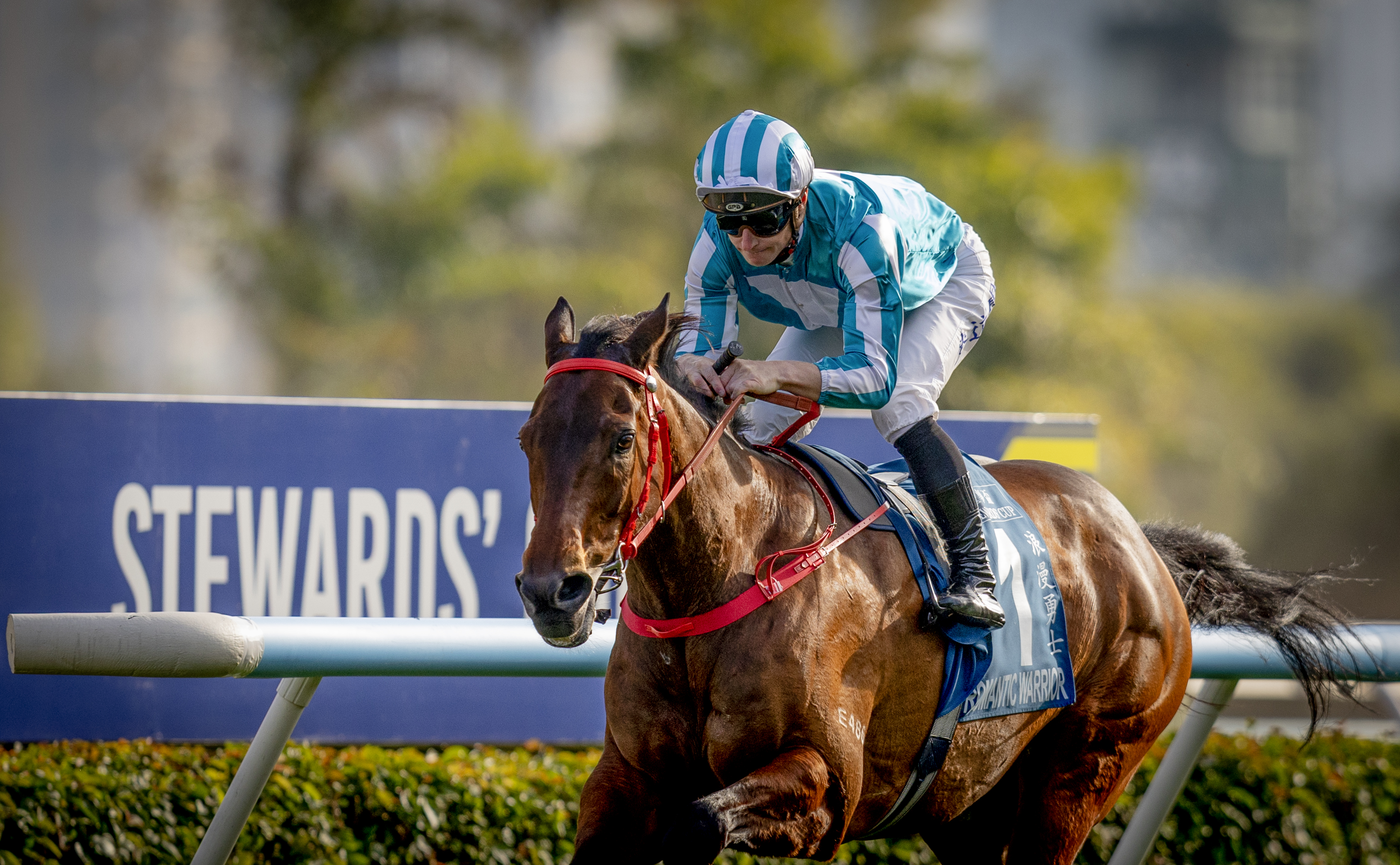 「浪漫勇士」已有超過兩年未曾在香港落敗，週日將力爭取得在港第十三次於2000米賽事取勝