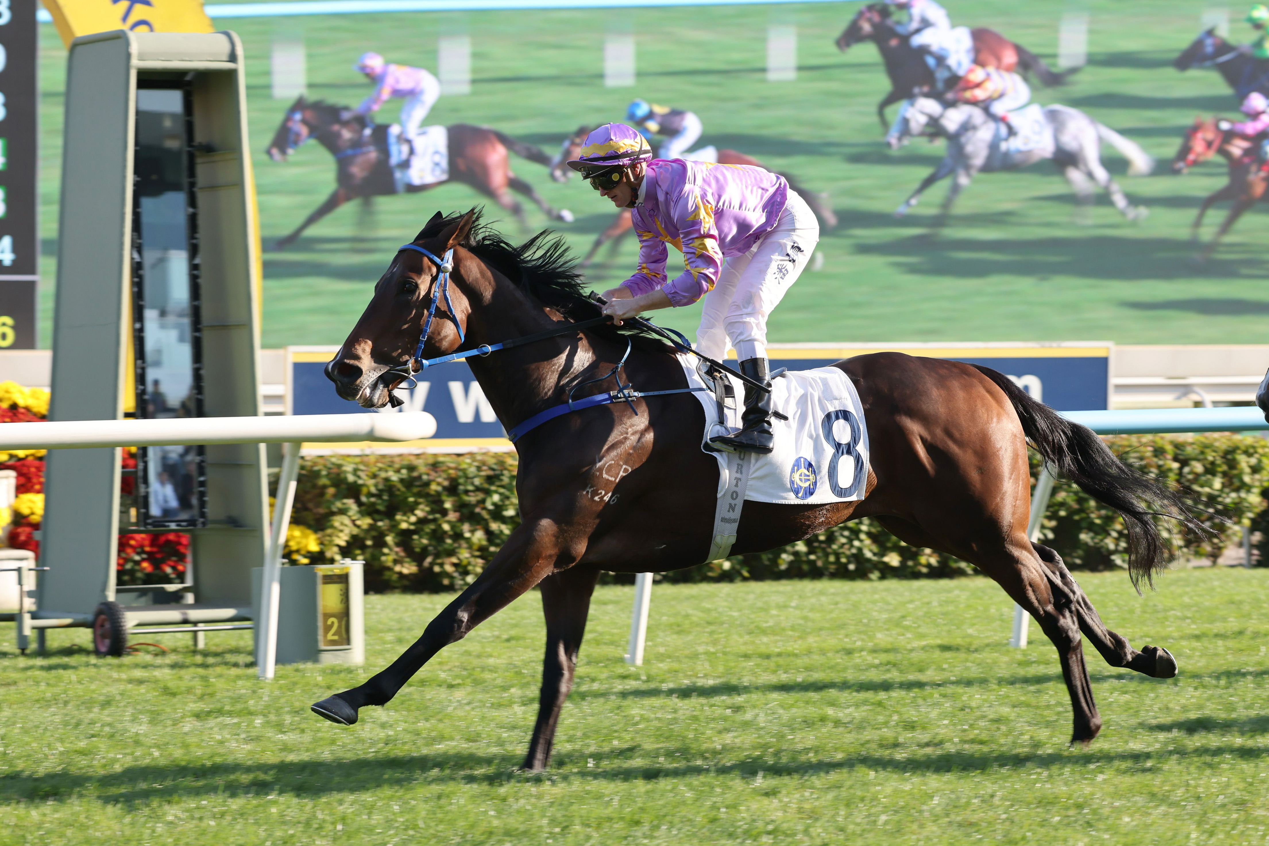 「小鳥天堂」季內四戰三捷，但出道至今從未角逐1600米賽事