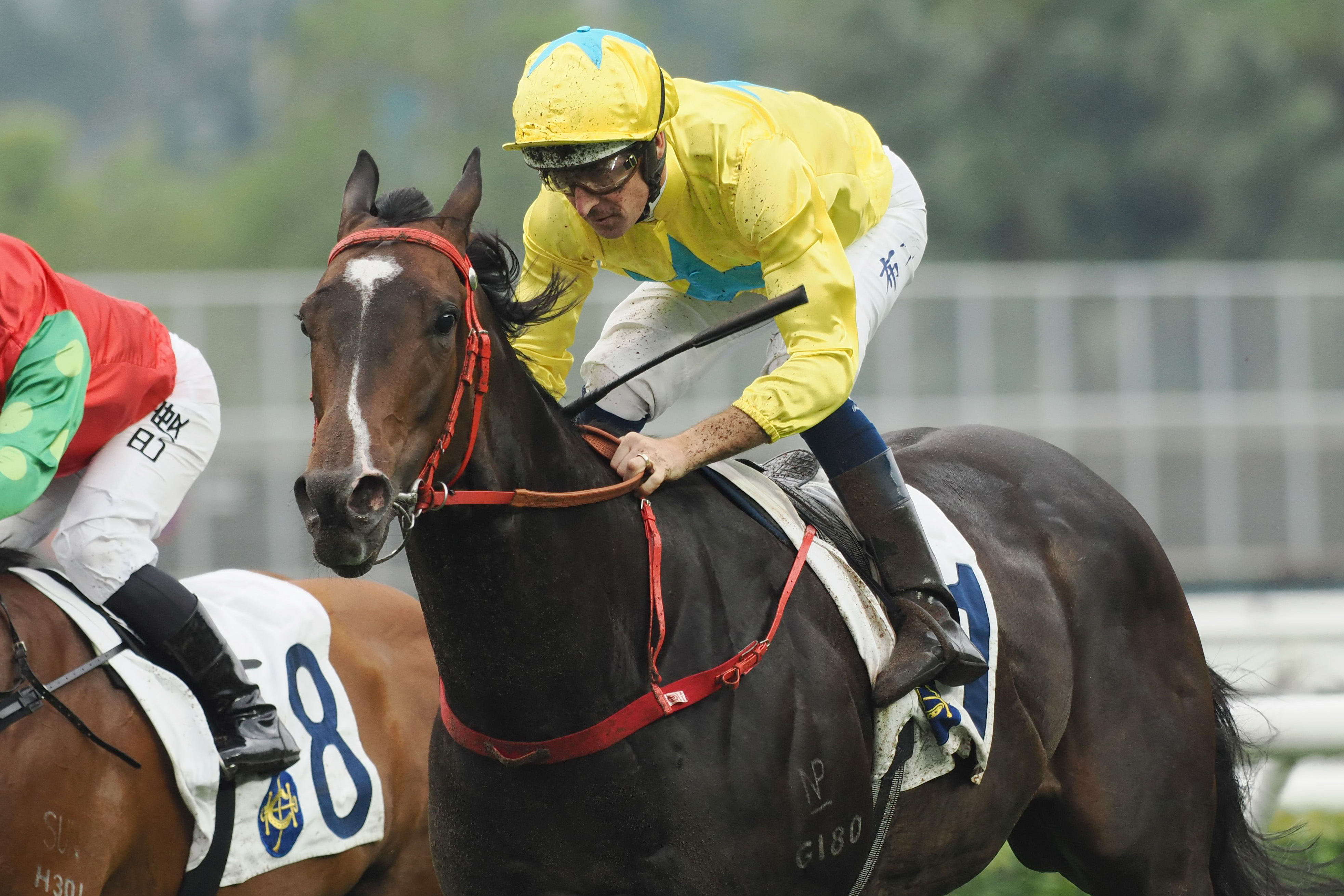 「金鑽貴人」在2022/2023年度馬季成績驕人，合共取得八勝