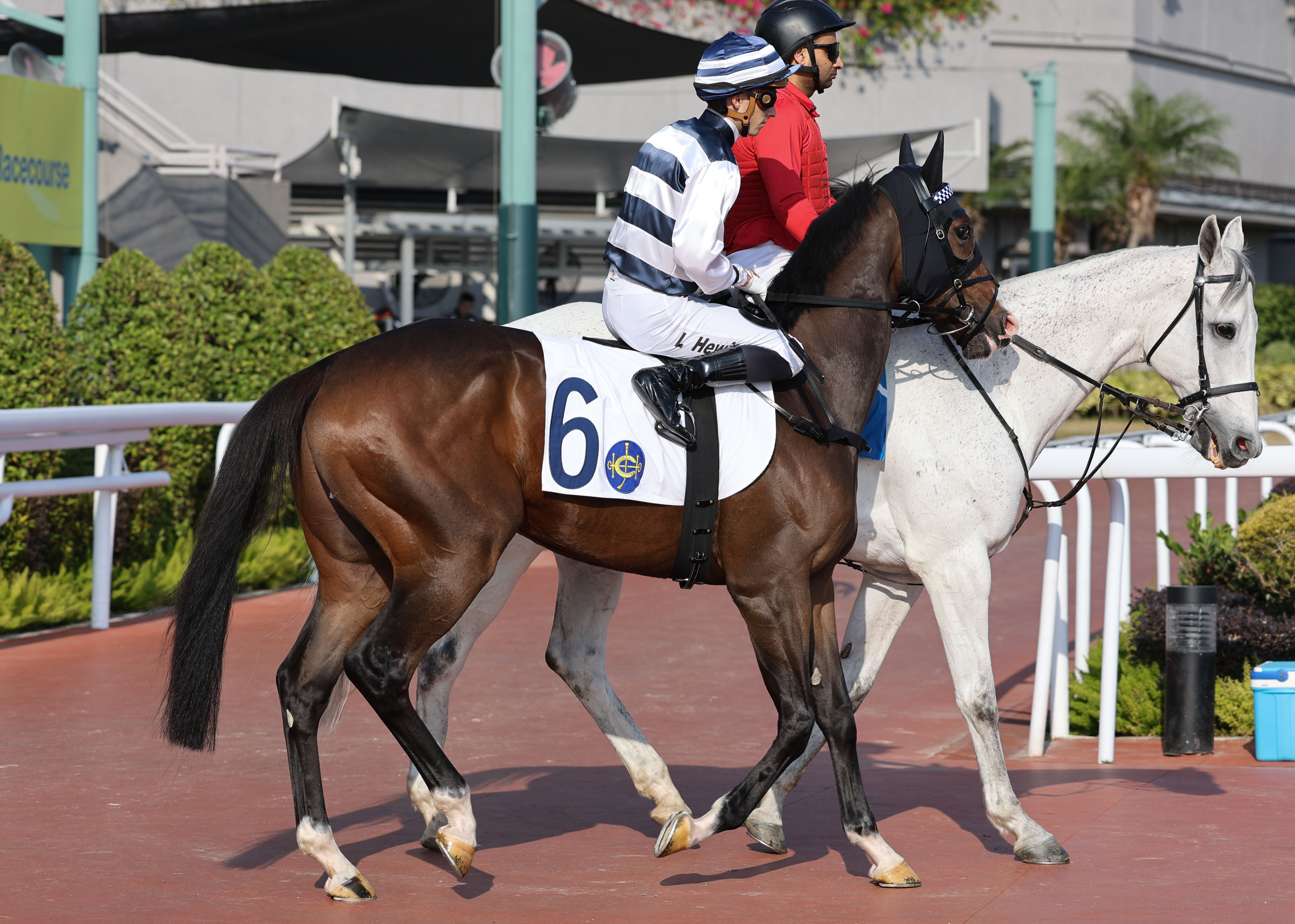 「智勝神駒」來港前在巴西的最後一仗以壓倒性姿態揚威一級賽聖保羅賽馬會大賽