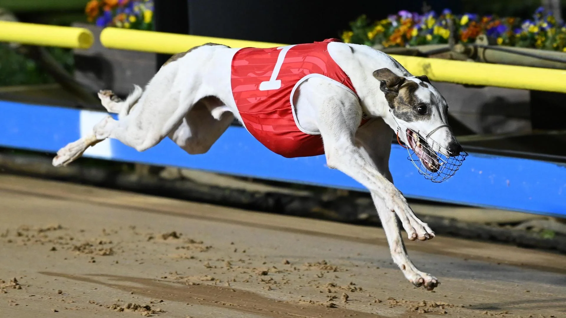 Mepunga Reward at The Meadows on Maturity heats night.