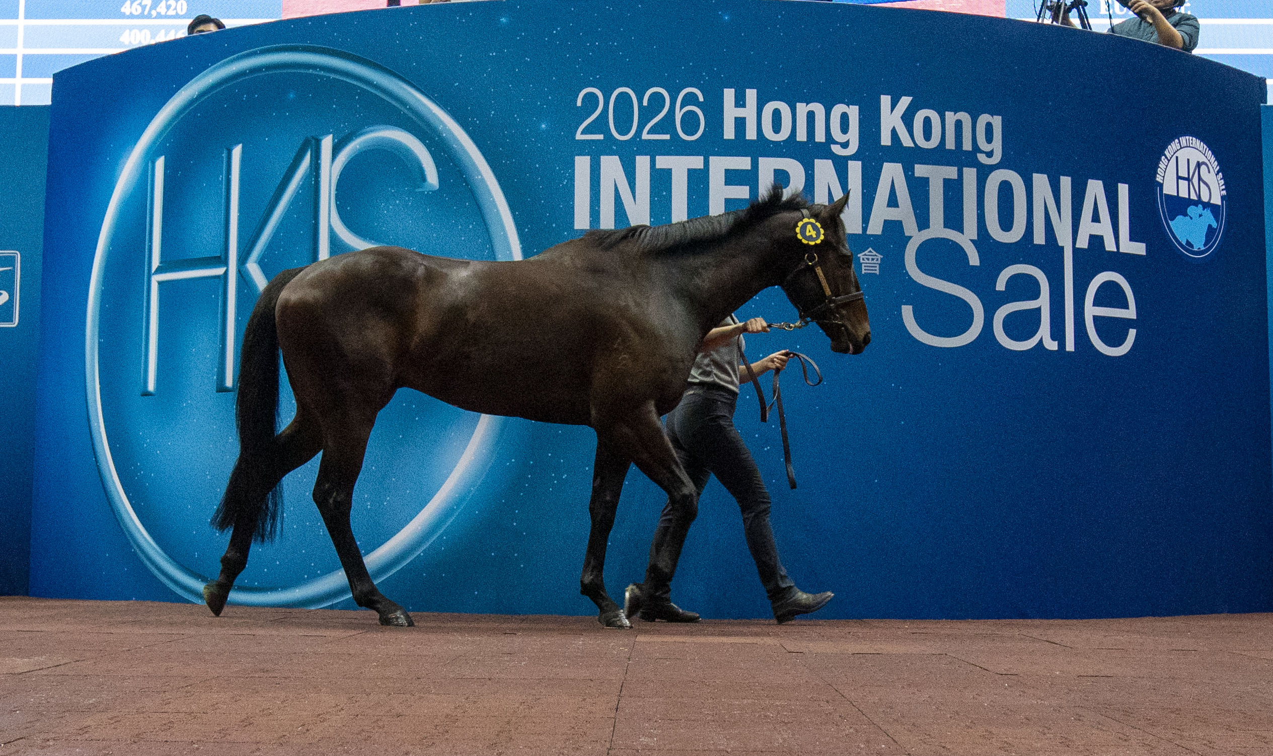 編號4拍賣馬在參與拍賣會的人士面前巡行