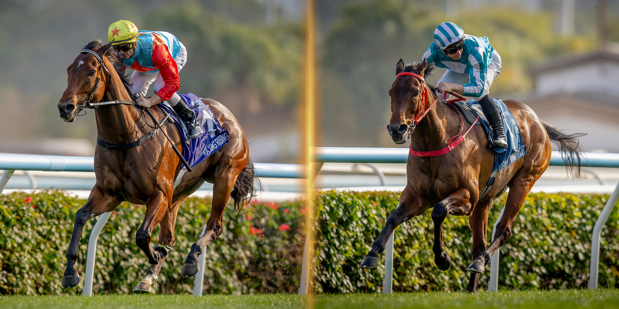 「嘉應高昇」及「浪漫勇士」一同榮登本年度香港馬王寶座