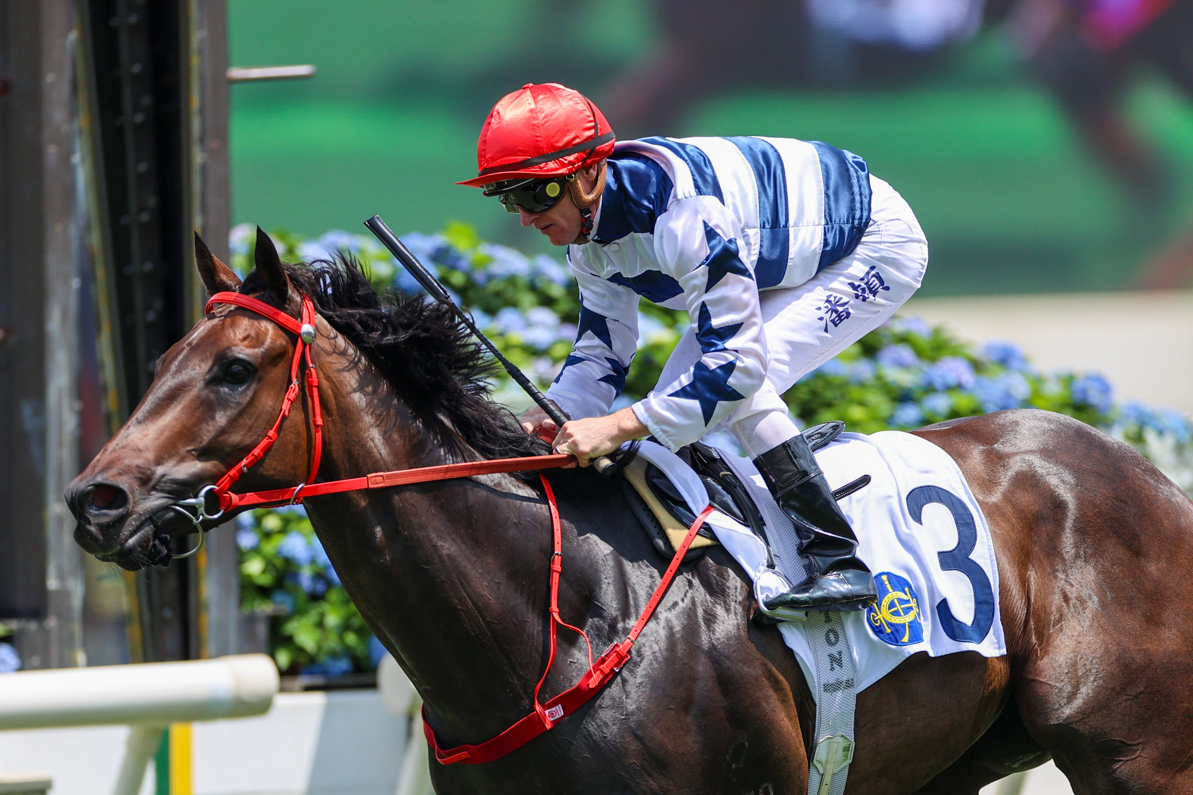 「包裝天王」已在港兩勝頭馬
