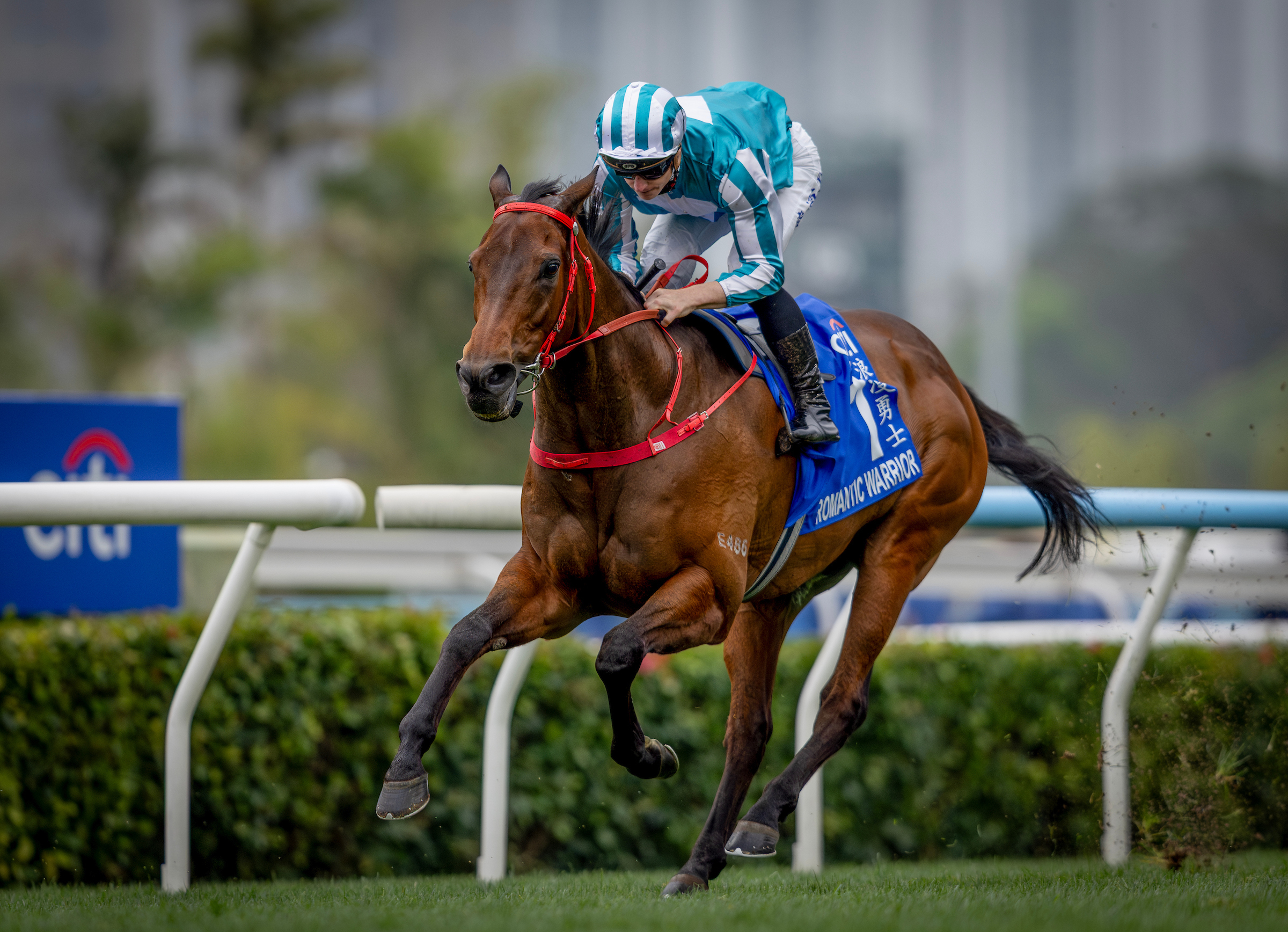 「浪漫勇士」於3月1日揚威一級賽花旗銀行香港金盃 (2000米)，累積十三場一級賽冠軍，刷新本身保持的一項香港紀錄，也進一步奠定牠在世界馬壇的前列地位