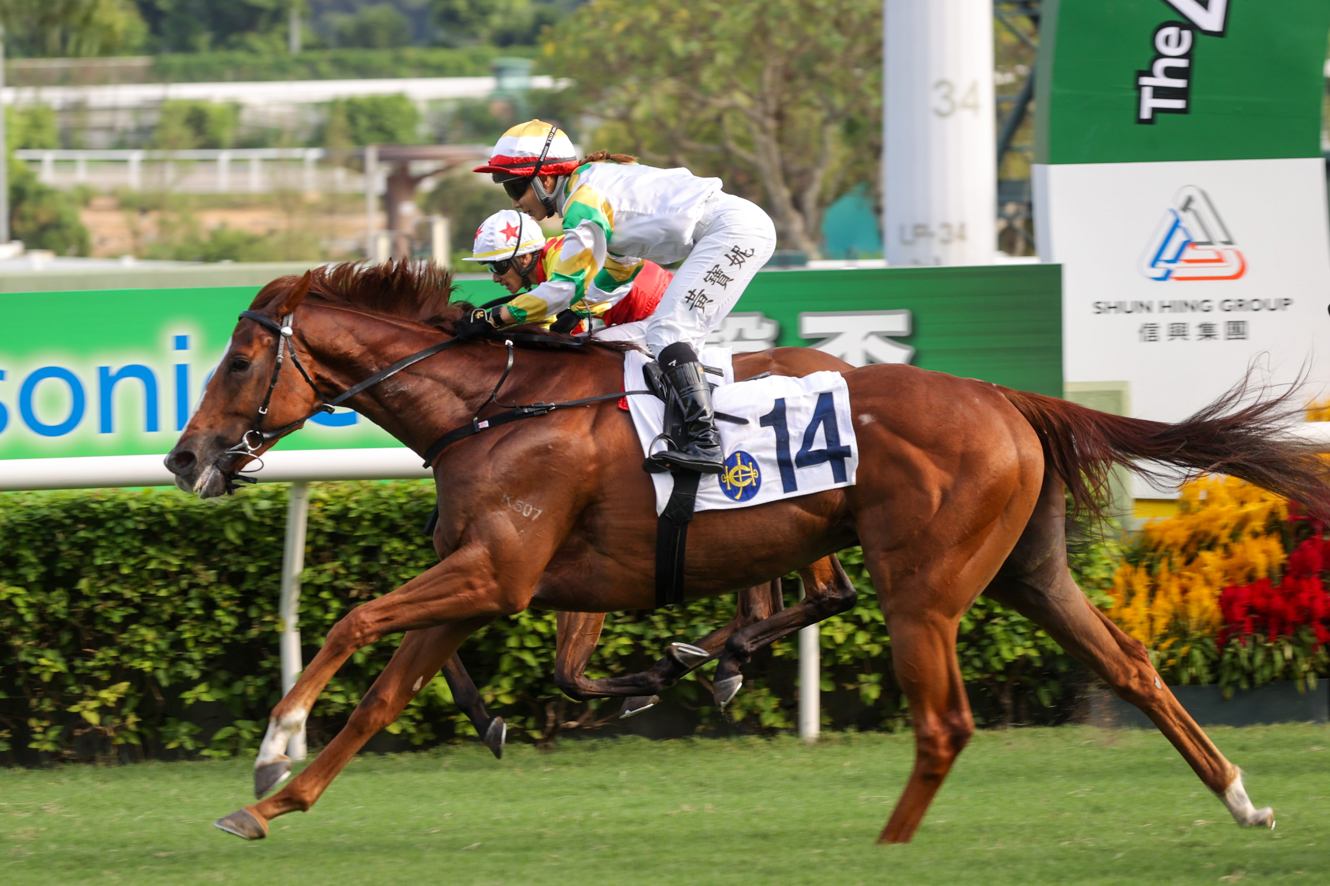 巴西進口賽駒「睿盛人生」在港一出即勝，為馬主在賽事獎金以外再贏得合共三百萬港元的特別獎金