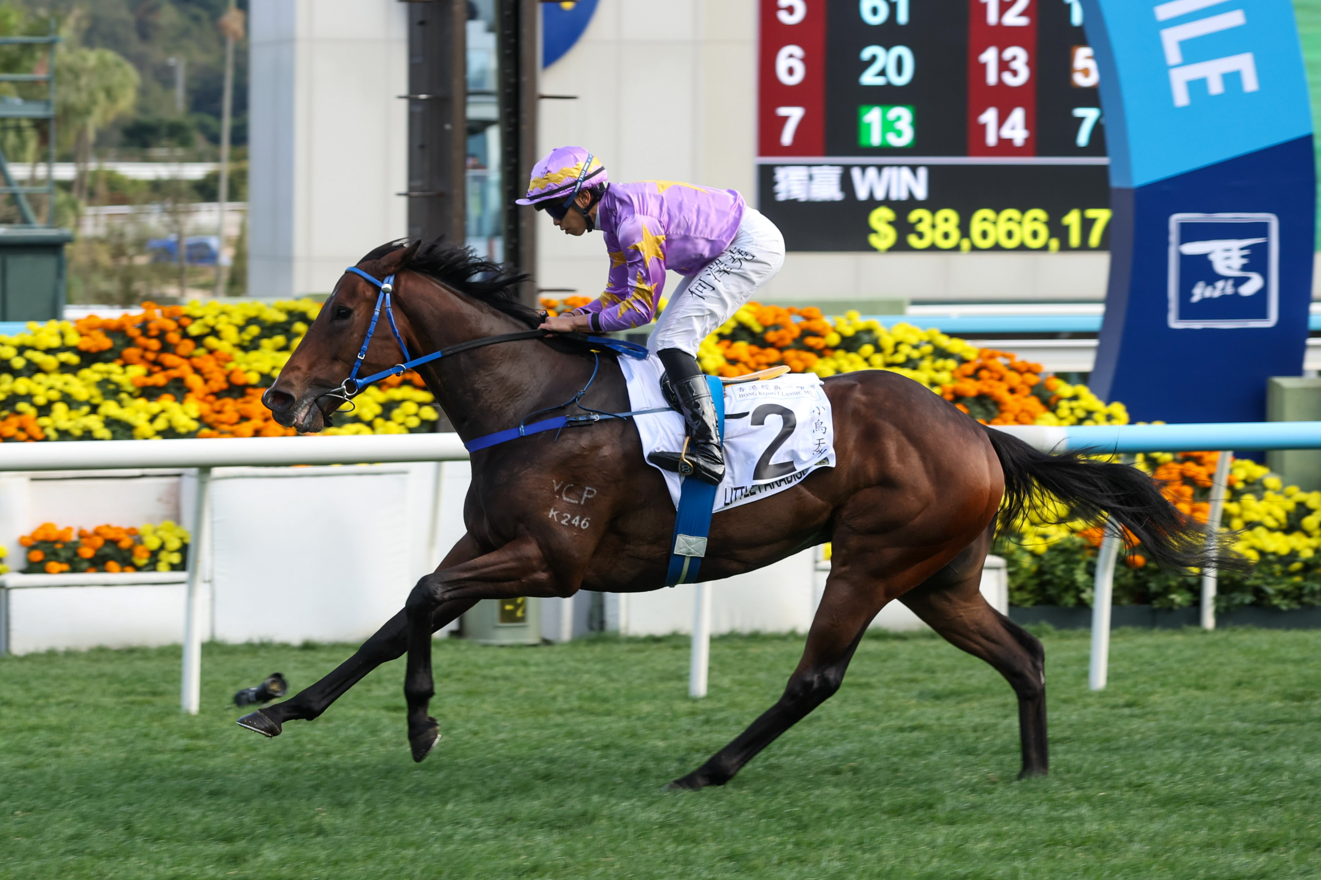 「紫荊盛勢」在班德禮胯下揚威香港經典盃。