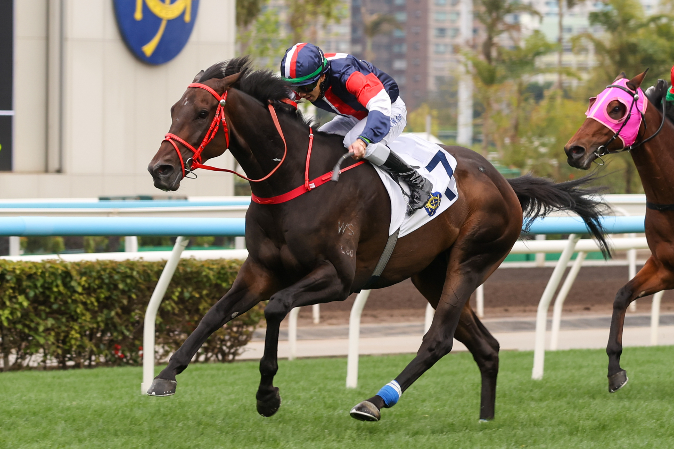 「數字天文」在港四仗均由梁家俊策騎，他相信賽事步速將成為週日（3月22日）在沙田舉行的寶馬香港打吡大賽的勝負關鍵
