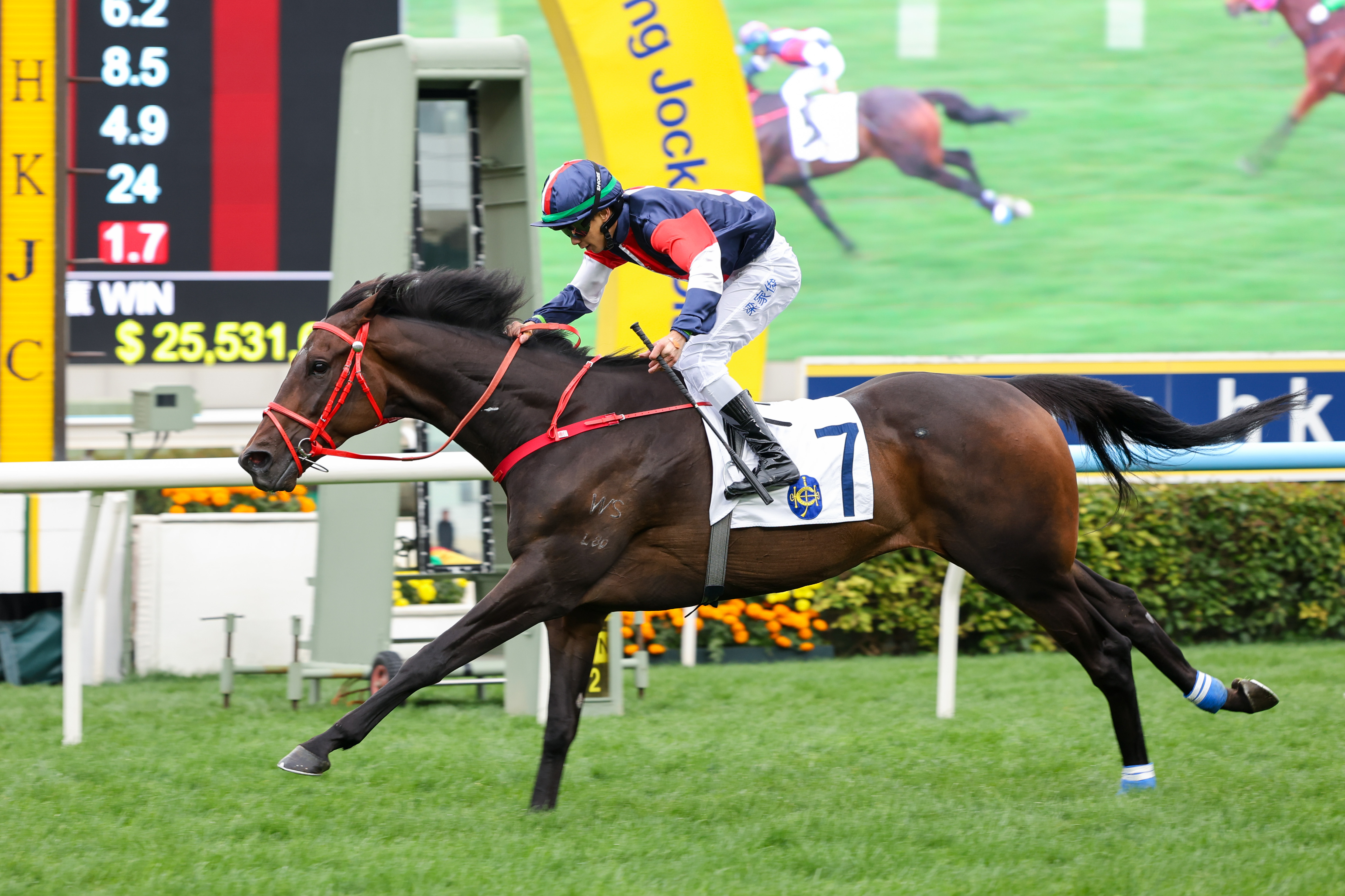 由羅富全訓練的「數字天文」力爭揚威寶馬香港打吡大賽