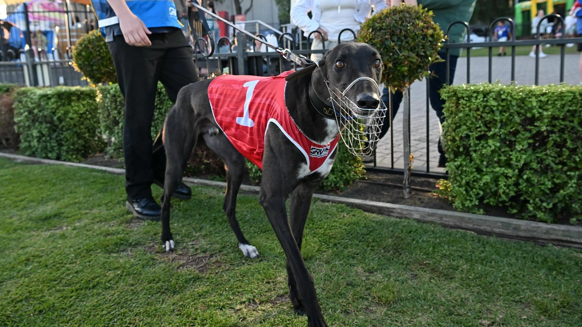 Mepunga Zircon at The Meadows on Silver Chief night.&nbsp;