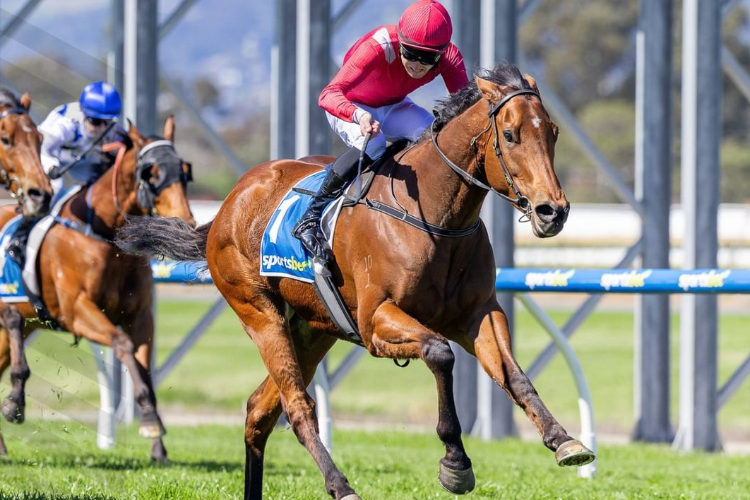 The Cosmic One Makes It 4-In-A-Row At Morphettville | Racing and Sports