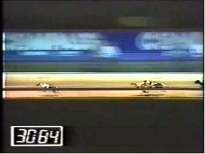 Sandown Greyhound Race - 1989